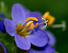 Polemonium chartaceum